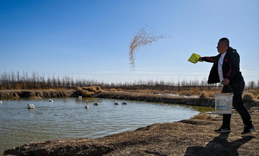烏梁素海護(hù)鳥(niǎo)人