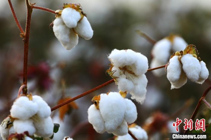 朵朵棉花吐絮盛開?！⑵G敏 攝