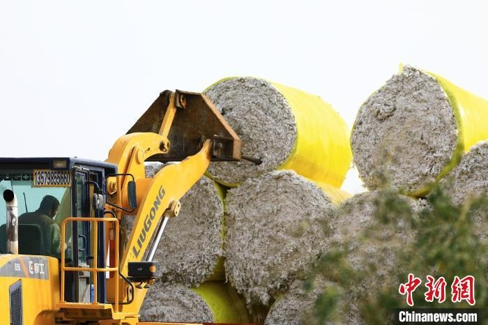 叉車將采棉機吐出的“金蛋蛋”裝車。　高雙強 攝