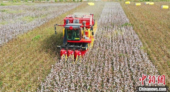 采棉機正在采收棉花，猶如在五線譜上跳動的音符，正在演奏豐收的樂章。　宋建澤 攝