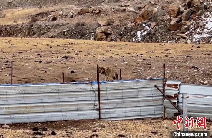 圖為闖入村民家中的野狼?！∨d?？h公安局溫泉派出所供圖