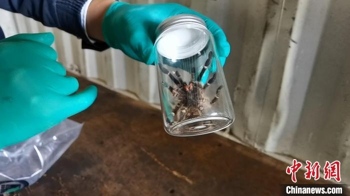 張家港海關(guān)工作人員截獲捕鳥蛛?！⊥踅〕?攝