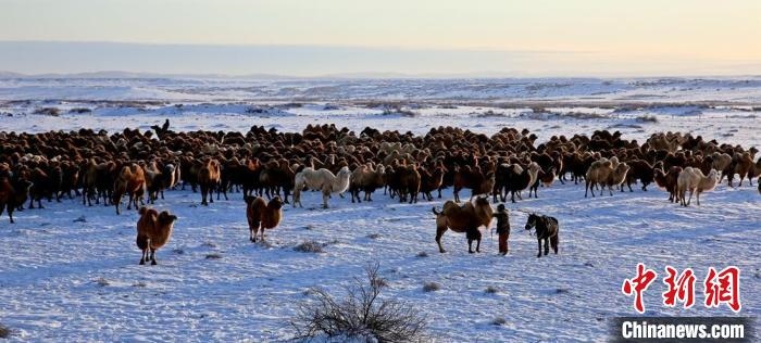 進入冬季，駱駝在戈壁灘上散養(yǎng)?！」o琨 攝