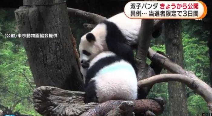 12日，日本東京上野動物園的旅日雙胞胎熊貓開始同游客見面。(圖片來源：日本富士電視臺視頻截圖)