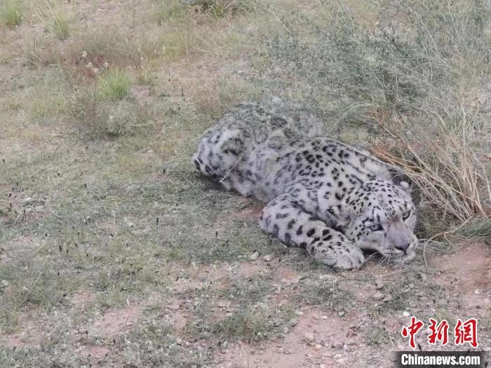 圖為在四子王旗發(fā)現(xiàn)的雪豹(資料圖)。　四子王旗警方供圖