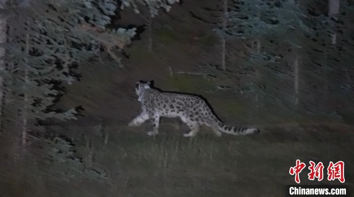 圖為被放歸自然的雪豹(資料圖)?！?nèi)蒙古林草局供圖。