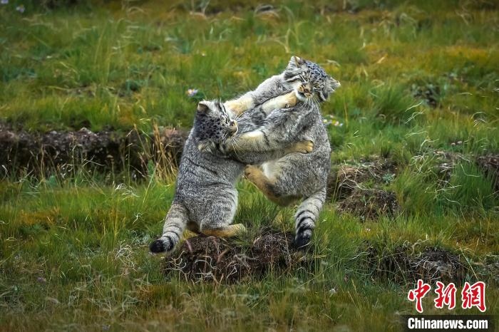 圖為作品《難分伯仲》。　焦生福 攝