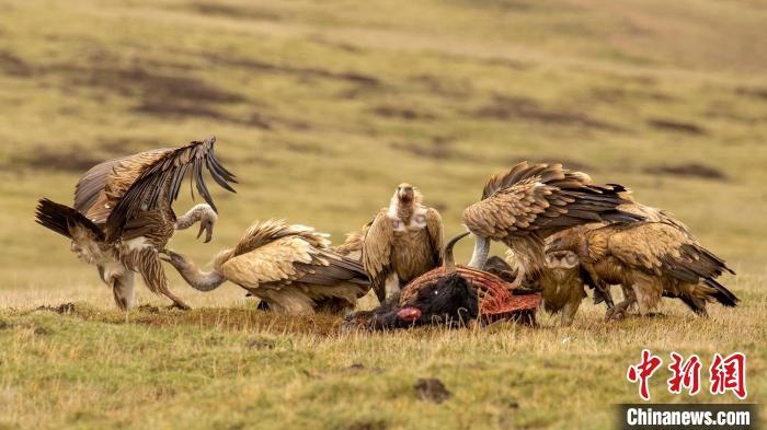 圖為作品《聚會(huì)》?！℃夭疾夭爬?攝