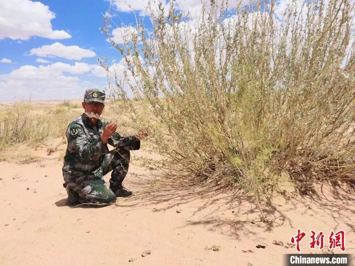 圖為謝寶民查看梭梭長勢?！∈茉L者供圖