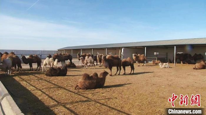 圖為額濟(jì)納旗駝奶產(chǎn)業(yè)基地?！⊥蹰L梅 攝