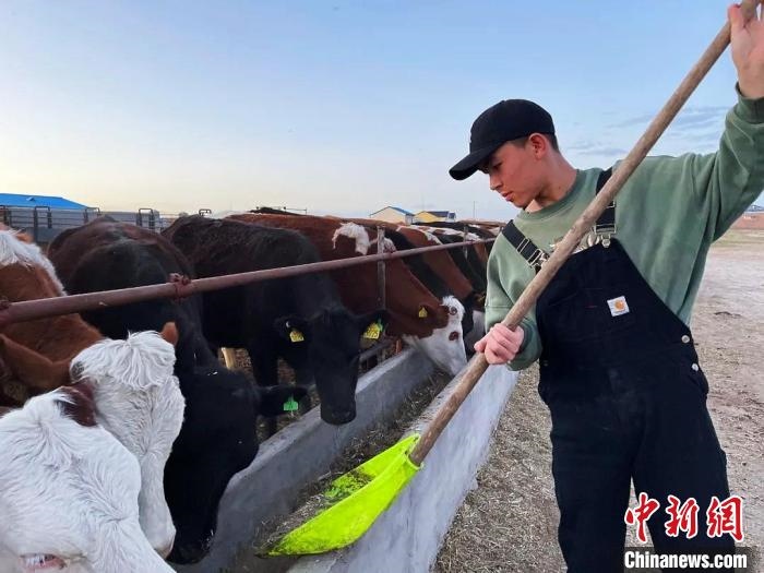 圖為敖木希勒在喂牛?！“侥鞠＠展﹫D