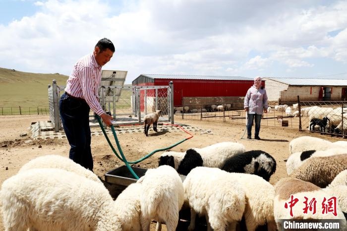 圖為圖門達(dá)來在喂羊?！埵鹧?攝