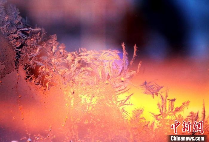 迎著光亮，冰窗花絢麗多姿?！O書程 攝