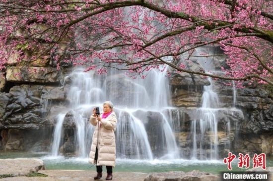 2月23日，市民在乾藝梅園景區(qū)拍攝綻放的梅花。瞿宏倫 攝