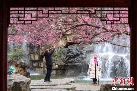 2月23日，市民在乾藝梅園景區(qū)觀(guān)賞拍攝綻放的梅花。瞿宏倫 攝