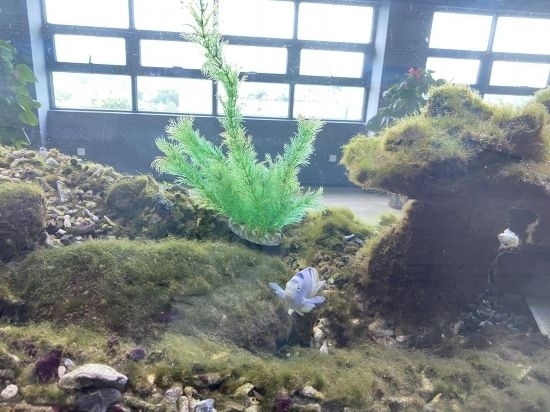 圖為寶鋼湛江鋼鐵水控中心，觀賞海魚在鋼渣漁礁里游動(dòng)