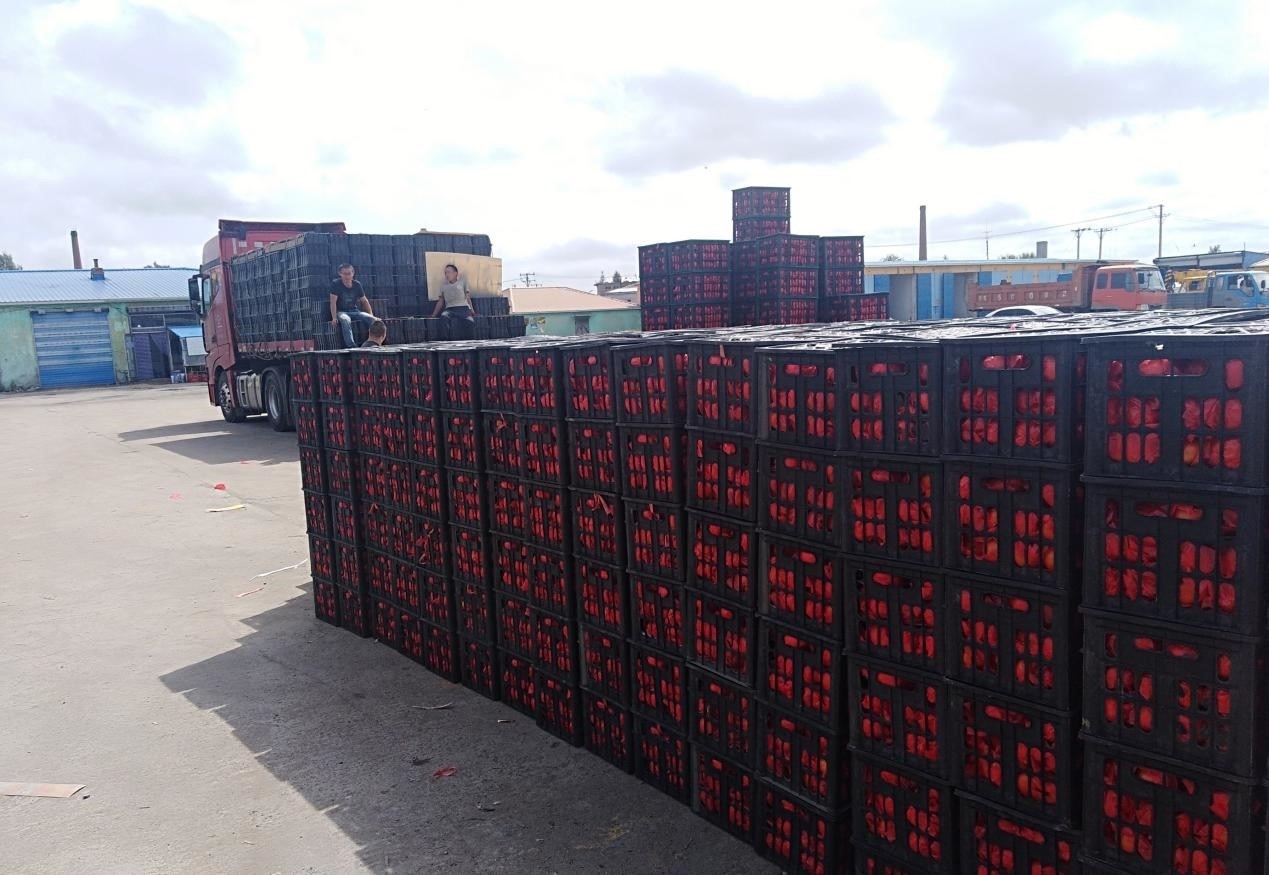 　　外銷的蔬菜在市場(chǎng)等待拉運(yùn)。受訪者供圖