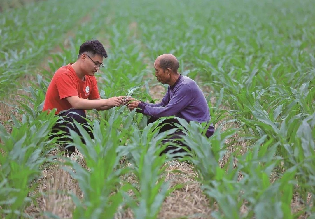 △科技小院的學(xué)生在給村民講解玉米種植知識。