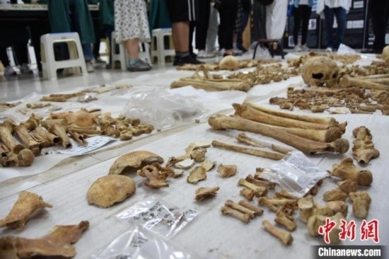 圖為已清理完畢的骨骼標(biāo)本。王宇 攝