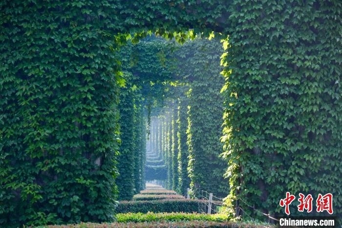 成都二環(huán)高架橋墩被植被爬滿，形成“綠野仙蹤”景觀。　張浪 攝