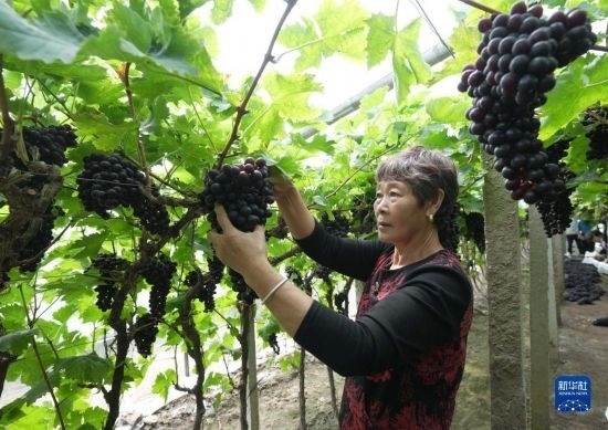 5月26日，唐山市海港經(jīng)濟開發(fā)區(qū)王灘鎮(zhèn)趙灘村農(nóng)民在大棚內(nèi)采摘葡萄。
