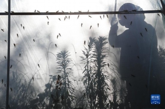 6月21日，山東省樂(lè)陵市西段鄉(xiāng)岔河村東亞飛蝗養(yǎng)殖基地的養(yǎng)殖戶在大棚內(nèi)忙碌。新華社記者 范長(zhǎng)國(guó) 攝