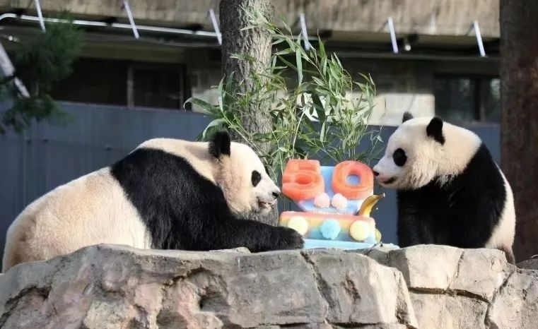 2022年，美國國家動物園舉辦活動慶祝大熊貓抵美50周年，園方為大熊貓“美香”“添添”和“小奇跡”一家三口準備了有“50”字樣的冰凍水果蛋糕。（圖片來源：雅安市廣播電視臺）