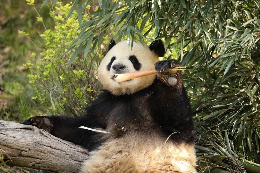 大熊貓“芝麻”。成都大熊貓繁育研究基地供圖