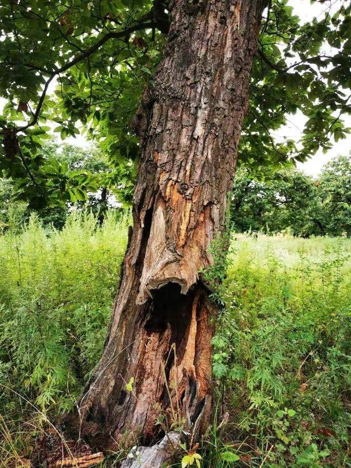 圖為2021年10月拍攝的秦嶺北麓百年板栗古樹遭破壞情況。人民網(wǎng)記者 吳超攝