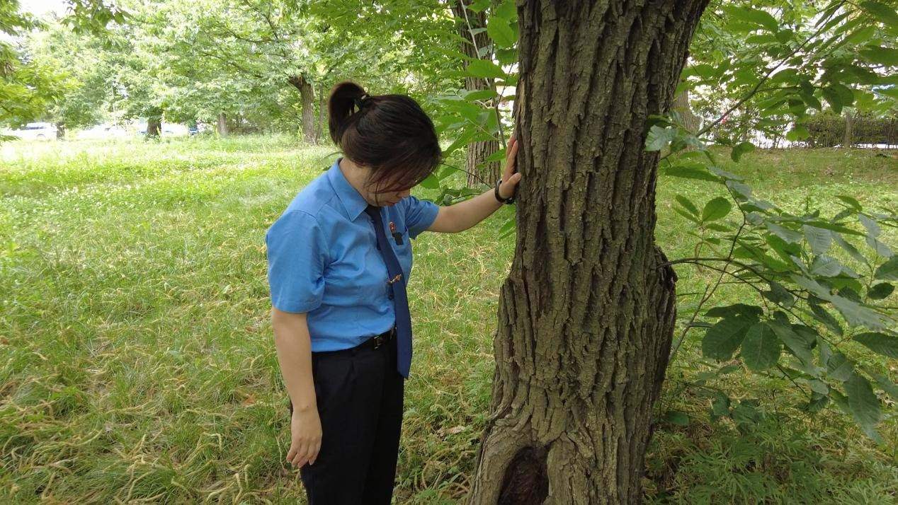 惠琳琳仔細(xì)查看古樹生長近況。人民網(wǎng) 黨童攝