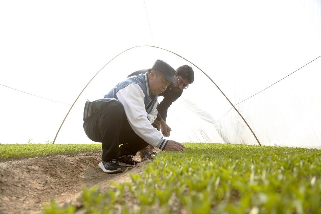 巴基斯坦旁遮普省木爾坦的中巴辣椒訂單種植項目辣椒育苗大棚內(nèi)，中國農(nóng)業(yè)專家?guī)ьI巴基斯坦技術(shù)員查看辣椒秧苗生長情況。