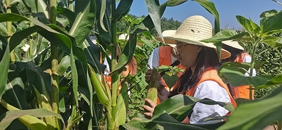 北京工商大學(xué)組織學(xué)生開展暑期社會實(shí)踐。學(xué)校供圖