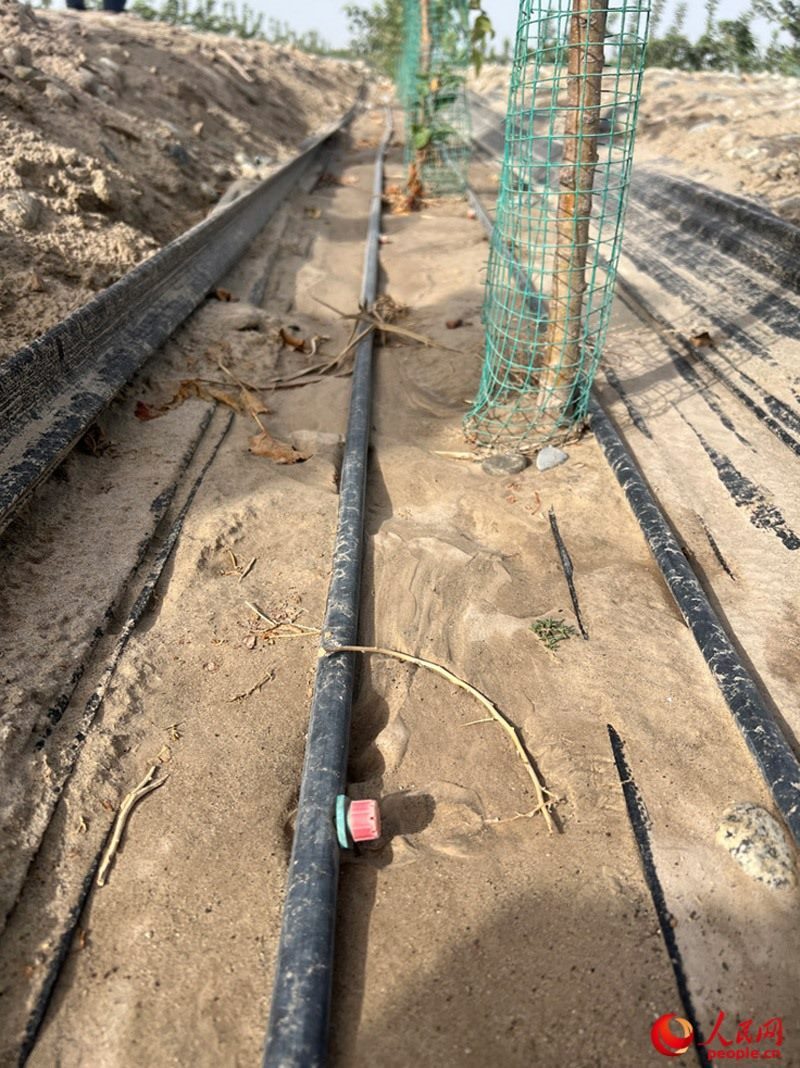 水肥一體化滴灌技術(shù)，可極大節(jié)約用水量。人民網(wǎng)記者 常雪梅攝