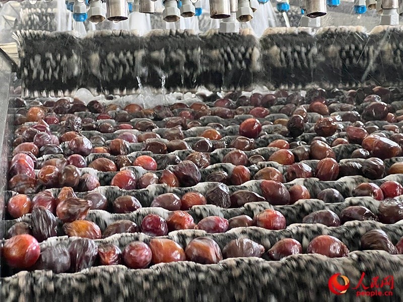 清洗西梅。人民網(wǎng)記者 常雪梅攝