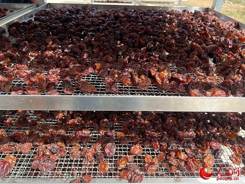 晾曬西梅。人民網(wǎng)記者 常雪梅攝