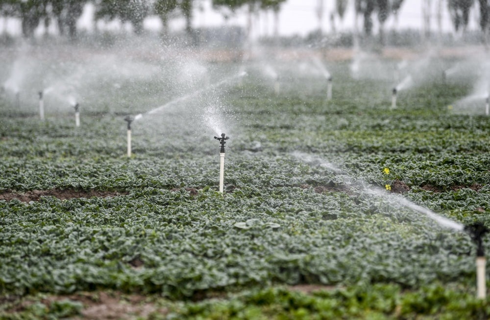 2023年5月25日，在寧夏銀川市永寧縣望洪鎮(zhèn)宋澄村冷涼蔬菜種植基地，小型噴灌節(jié)水設(shè)備在進(jìn)行噴灌作業(yè)。新華社記者 馮開華 攝