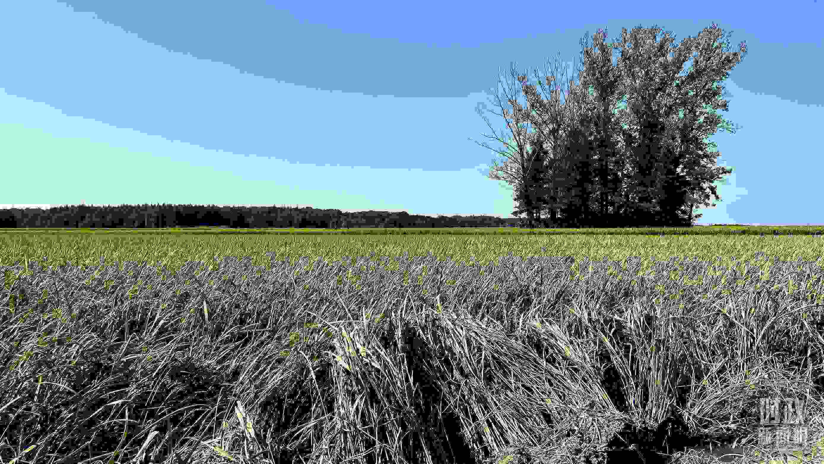 △龍王廟村遭受洪澇災害的農(nóng)田。（總臺央視記者邢彬拍攝）