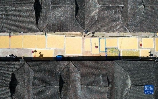 9月16日，在貴州省黔東南苗族侗族自治州從江縣加勉鄉(xiāng)污扣村，村民在晾曬稻谷（無(wú)人機(jī)照片）。