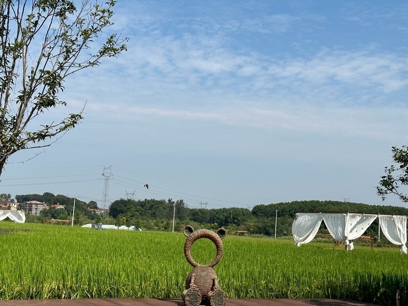 林語未來村打造農(nóng)家畈田園綜合體。人民網(wǎng) 王紹紹攝