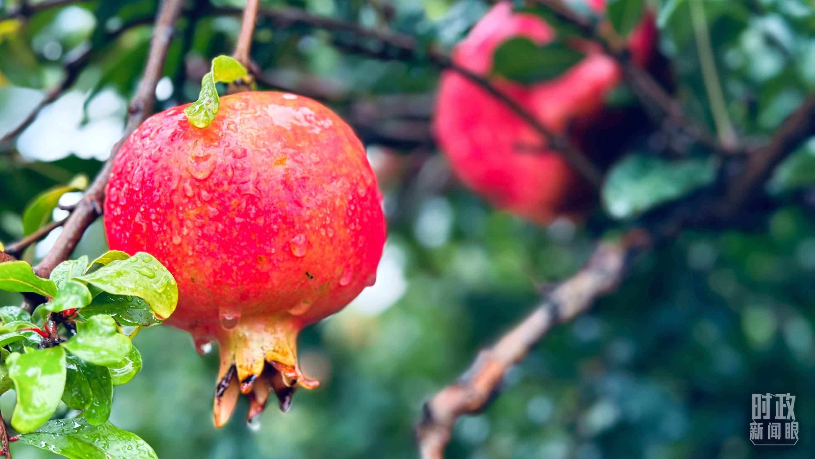 △一場秋雨過后，石榴更顯晶瑩。（總臺央視記者李輝、范一鳴拍攝）
