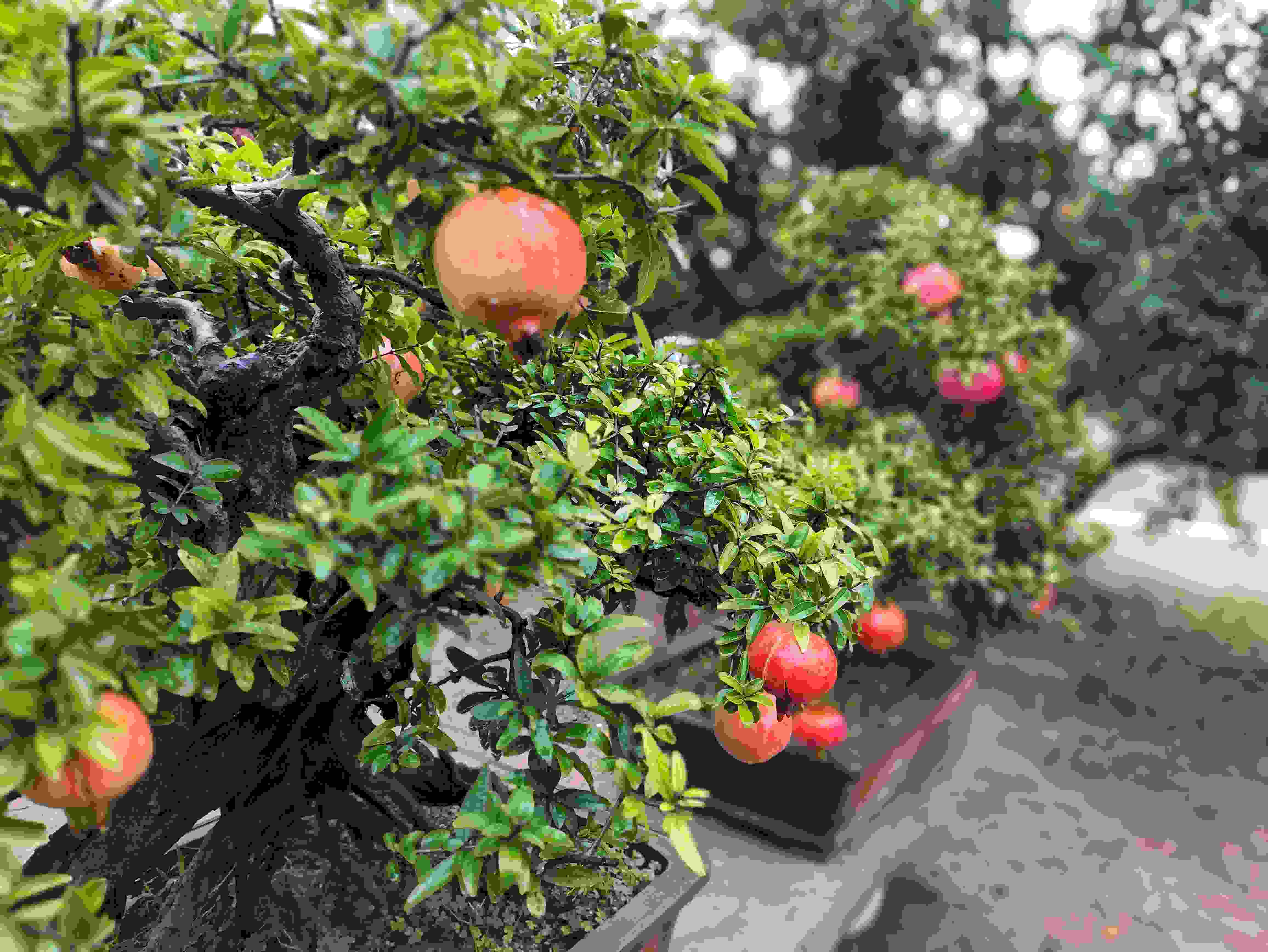 △石榴的發(fā)展帶動了當?shù)厥衽杈爱a(chǎn)業(yè)。（總臺央視記者鐘信偉拍攝）