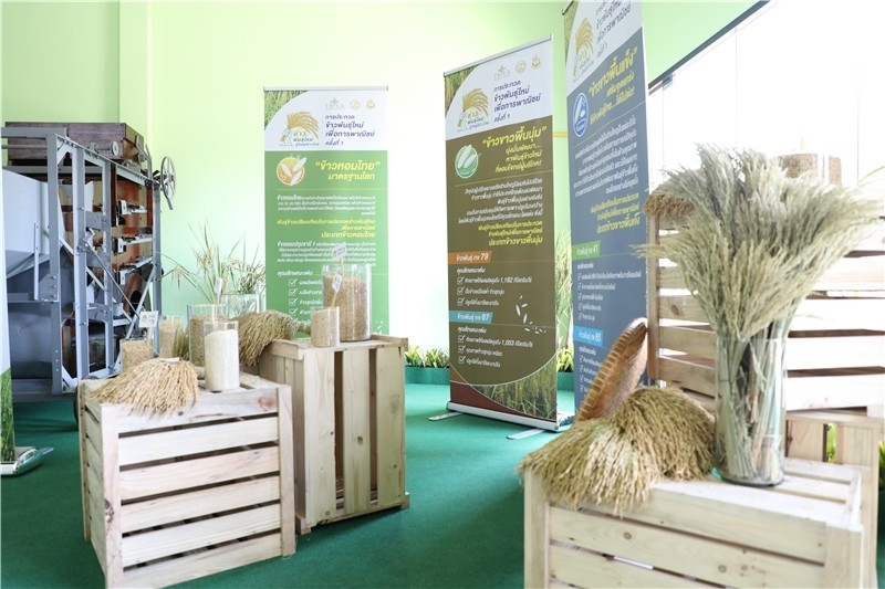 圖為泰國農(nóng)業(yè)與合作社部培育的優(yōu)質(zhì)稻種。泰國商務(wù)部供圖