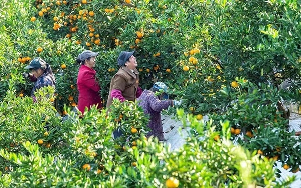 農(nóng)戶在果園中采摘果實。湖南省石門縣融媒體中心 唐亞翔攝