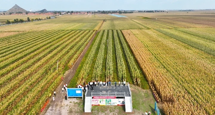 在遼寧省鐵嶺縣蔡牛鎮(zhèn)，外地農(nóng)民到張莊玉米合作社的大田里學(xué)習(xí)玉米選種和栽種技術(shù)（2023年9月26日攝，無人機(jī)照片）。新華社記者 楊青 攝