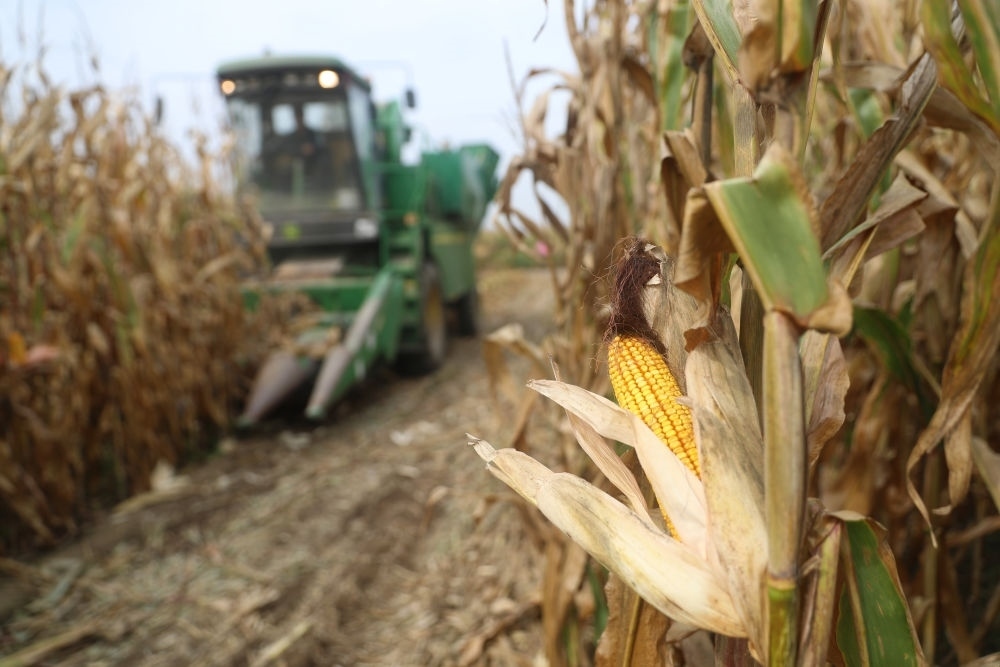 在遼寧省鐵嶺縣蔡牛鎮(zhèn)玉米田里，農(nóng)民駕駛農(nóng)機(jī)收割玉米（2023年9月26日攝）。新華社記者 楊青 攝