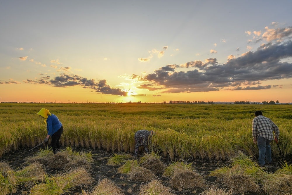 農(nóng)民在吉林省吉林市永吉縣萬昌鎮(zhèn)花家村收割水稻（2023年9月12日攝）。新華社記者 張楠 攝