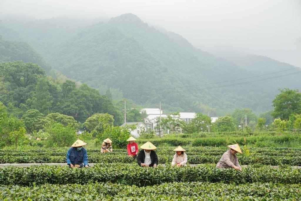 2022年5月11日，村民在大灣村生態(tài)茶園內(nèi)采摘茶葉。新華社記者杜宇攝
