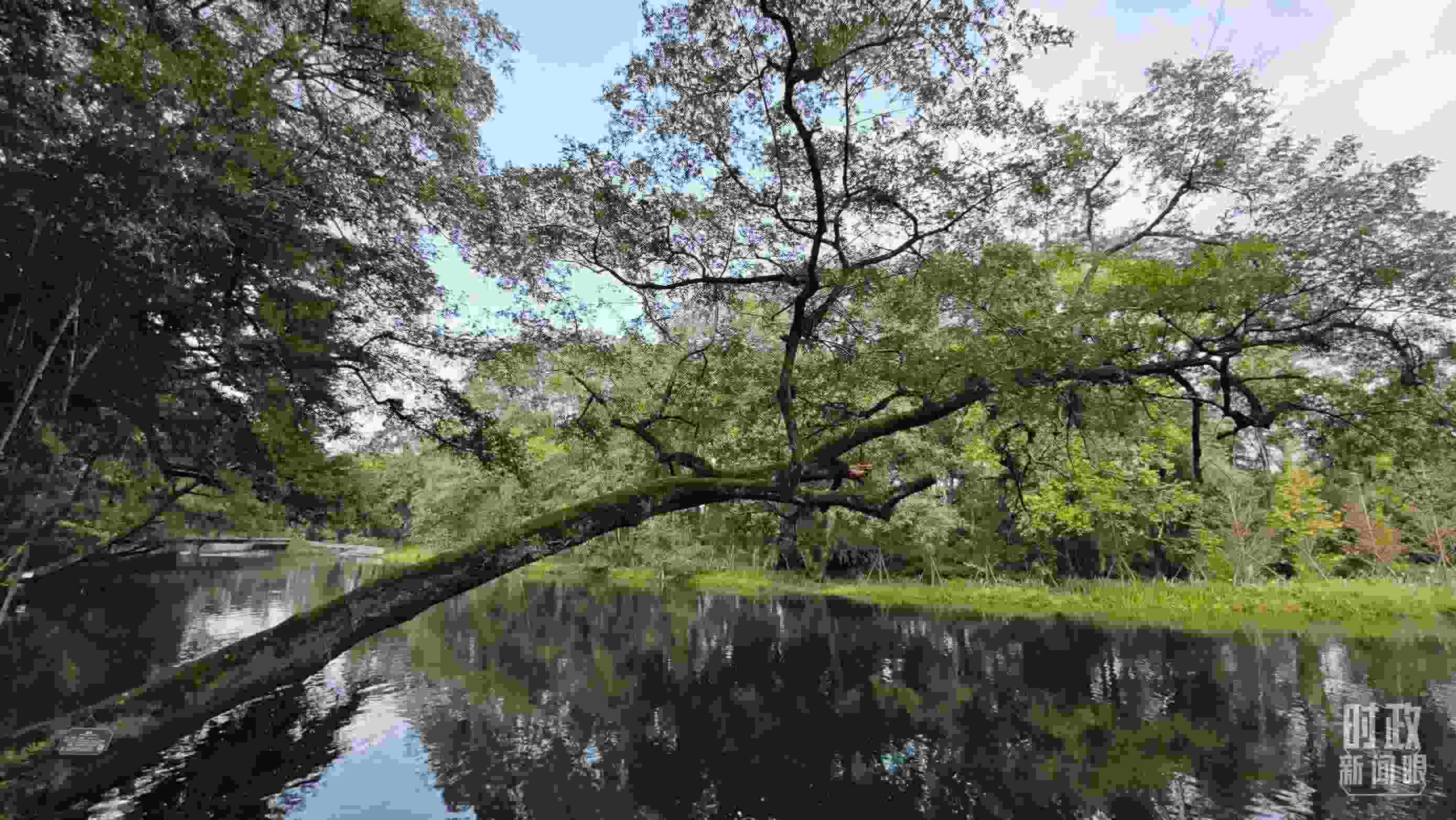 △饒河源國家濕地公園。（總臺央視記者郁振一拍攝）