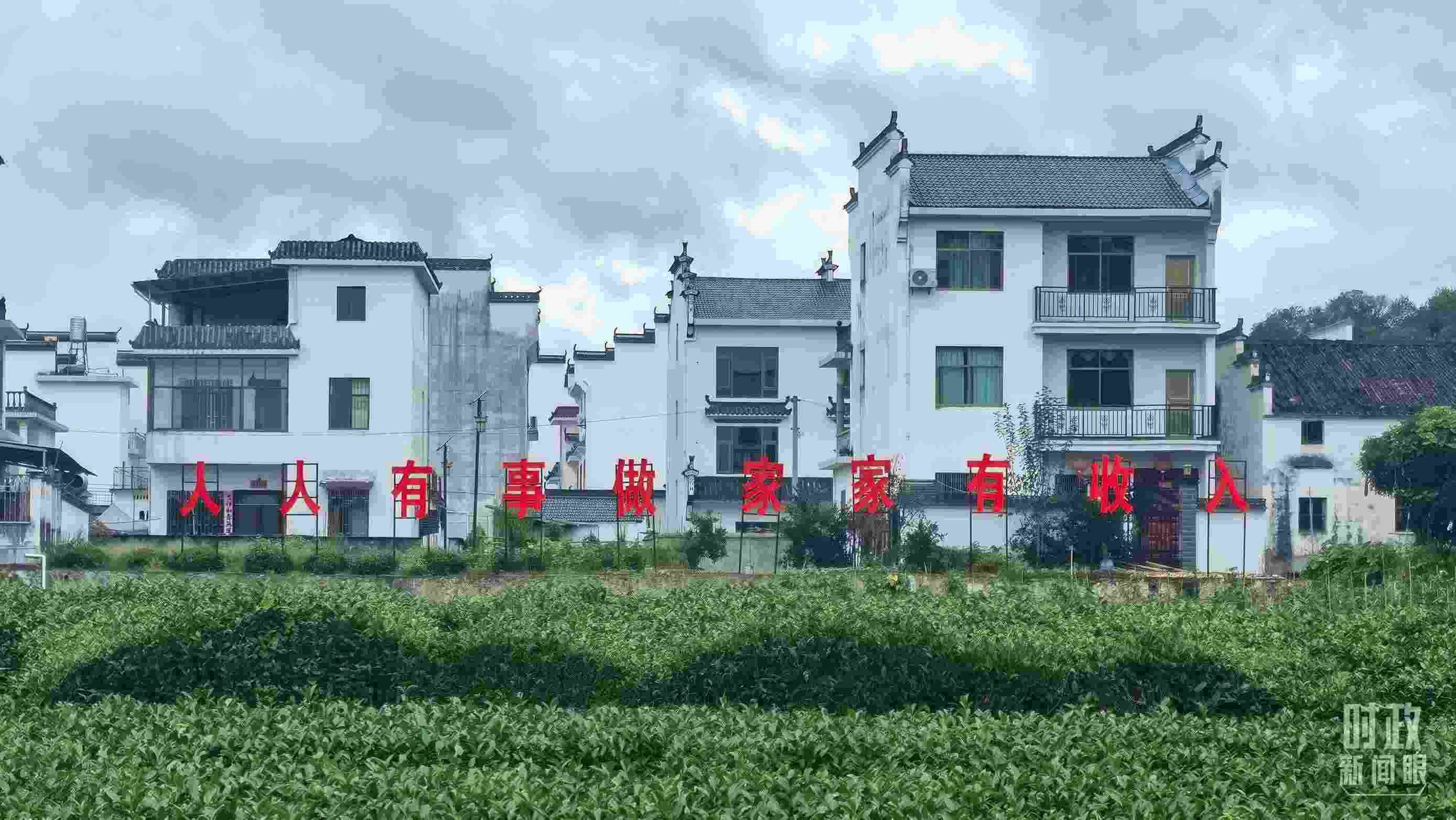 △石門村村民種植的茶葉。（總臺央視記者賈林拍攝）