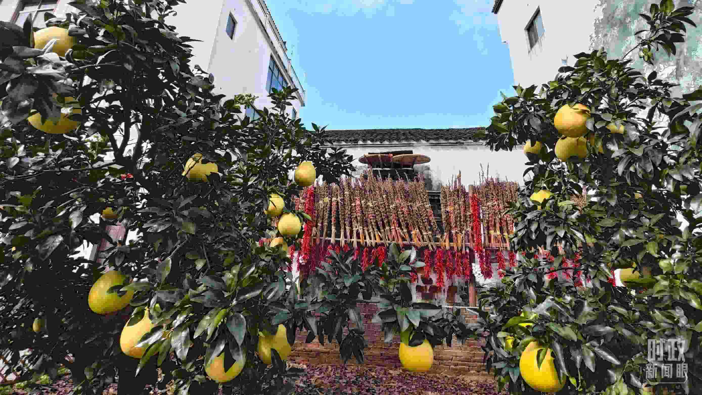 △石門村農(nóng)家小院里碩果累累。（總臺央視記者許永松拍攝）